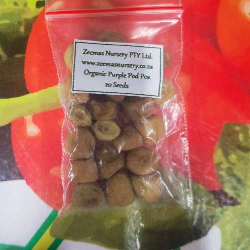 Pea Purple Sugar Snap Organic - 20 Seeds