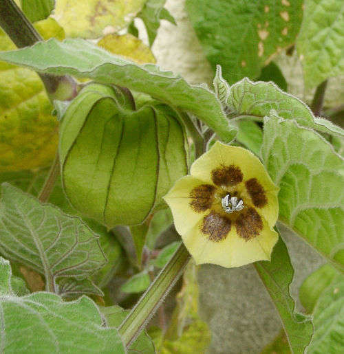 Cape Gooseberry Organic - 20 Seeds (3 for the Price of 1)