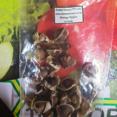 Moringa Oleifera Organic Seeds - 15 Seeds