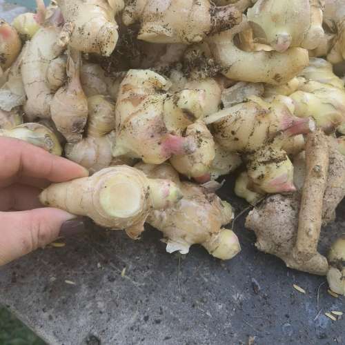 Ginger Seed Tubers (3 Tubers)