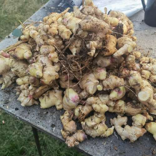 Ginger Seed Tubers (3 Tubers)
