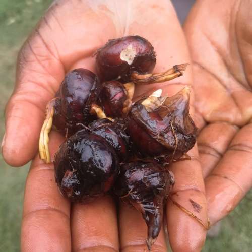 Chinese Water Chestnut (3 Tubers packed in Soil)