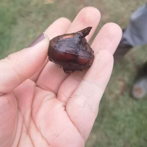 Chinese Water Chestnut (3 Tubers packed in Soil)