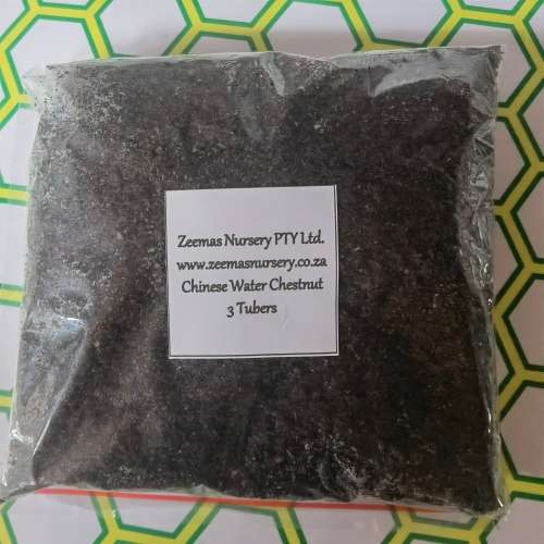 Chinese Water Chestnut (3 Tubers packed in Soil)