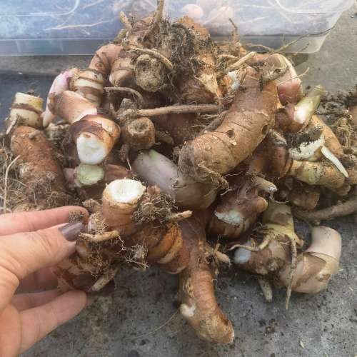 Galangal Seed (2 Tubers packed in Soil)