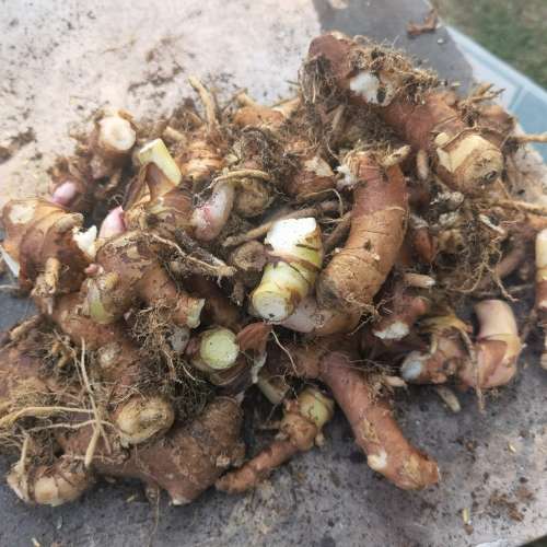 Galangal Seed (2 Tubers packed in Soil)