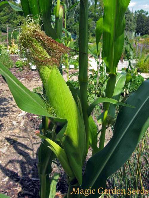 Corn Golden Bantam Sweet Organic - 50 Seeds