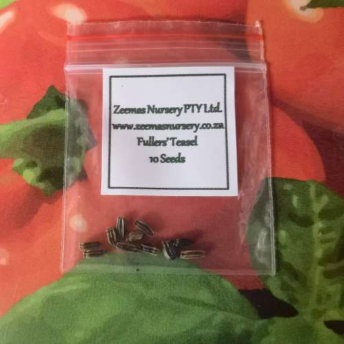 Fuller`s Teasel (10 Seeds)