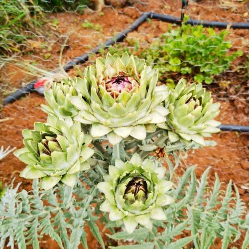 Artichoke Green Globe (10 Seeds)