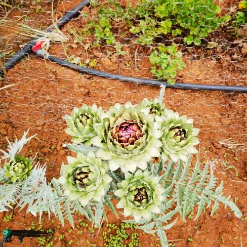 Artichoke Green Globe (10 Seeds)