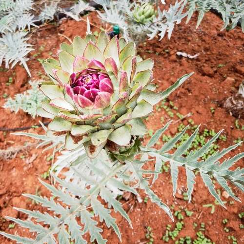 Artichoke Green Globe (10 Seeds)