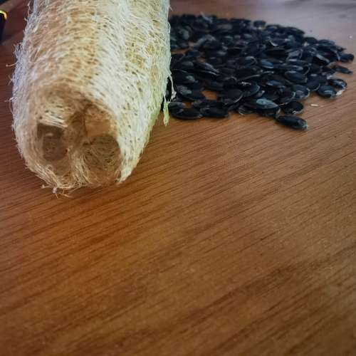 Luffa/Loofa Sponge Gourd