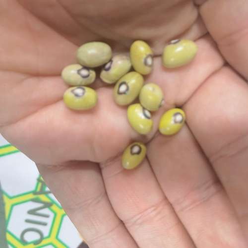 Bean Bush Lime Delight Green (10 Seeds)