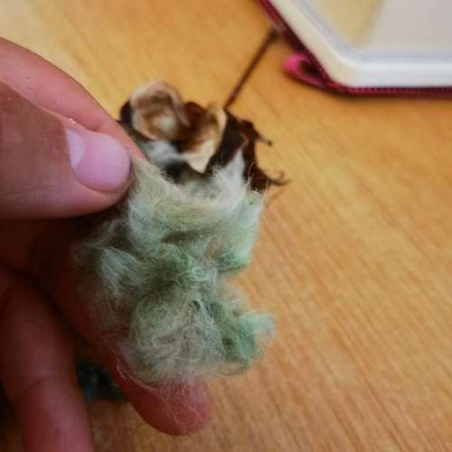 Arkansas Green Lint Cotton (10 Seeds)