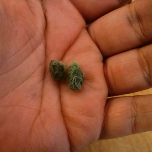 Arkansas Green Lint Cotton (10 Seeds)