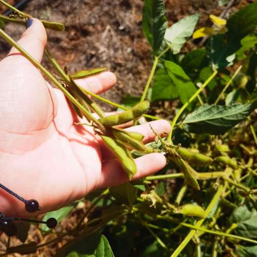Bean Soya (10 Seeds)