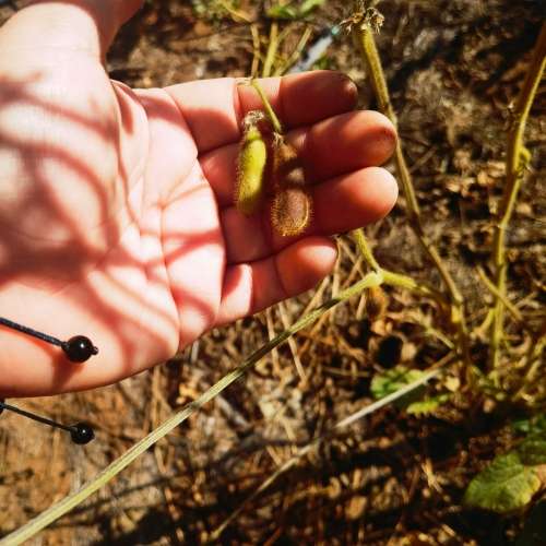 Bean Soya (10 Seeds)