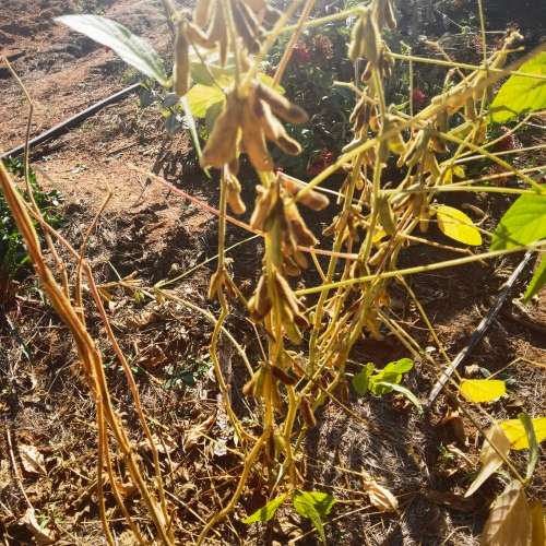 Bean Soya (10 Seeds)