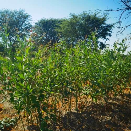 Beans Nandalo Pidgeon Pea (10 Seeds)