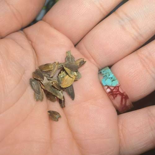 Zinnia Giant of California (30 Seeds)