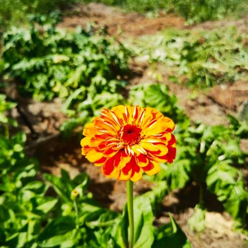 Zinnia Giant of California (30 Seeds)