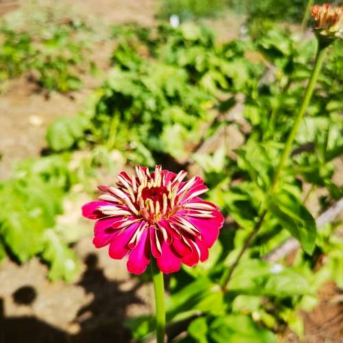 Zinnia Giant of California (30 Seeds)