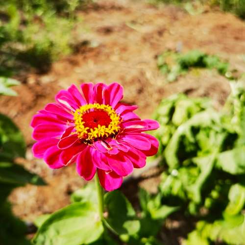 Zinnia Giant of California (30 Seeds)
