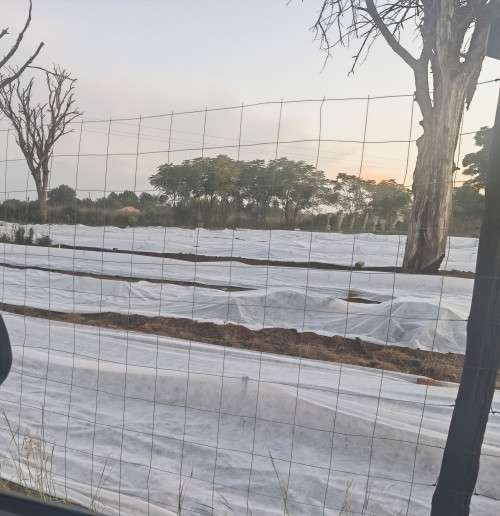 Frost Crop Cover 30gram Thickness (3m x 10m)