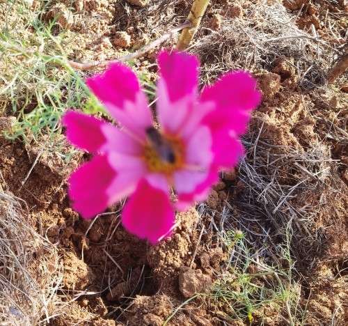 Cosmos Sea Shells Mix (20 Seeds)