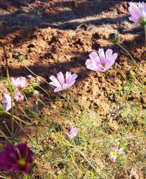 Cosmos Sea Shells Mix (20 Seeds)