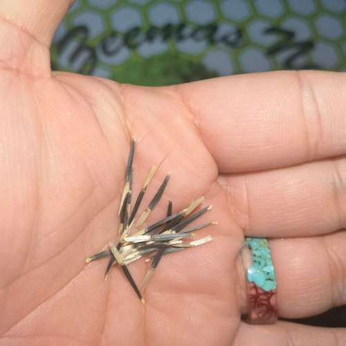 Marigold Crackerjack Mix (30 Seeds)