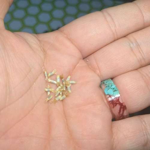 Corn Flower Polka Dot Mix (20 Seeds)