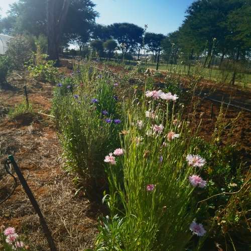 Corn Flower Polka Dot Mix (20 Seeds)