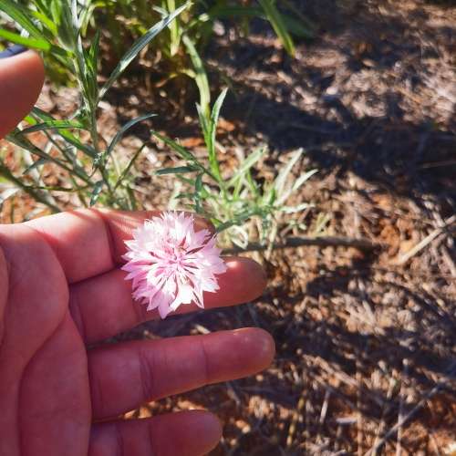Corn Flower Polka Dot Mix (20 Seeds)