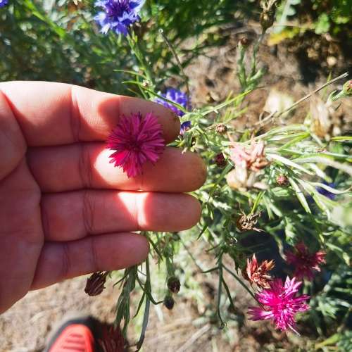 Corn Flower Polka Dot Mix (20 Seeds)