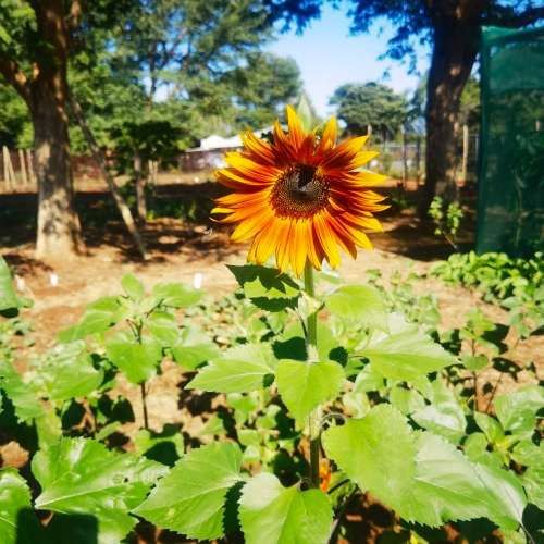 Sunflower Burnt Umber (10 Seeds)