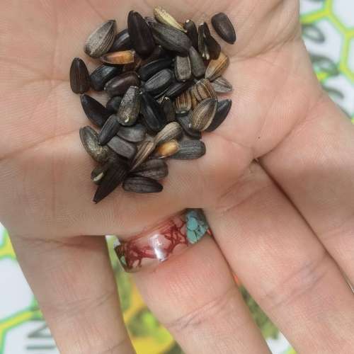 Sunflower Burnt Umber (50 Seeds)