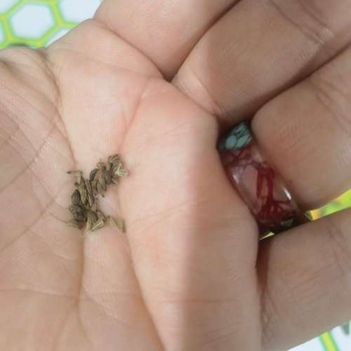 Anise (30 Seeds)
