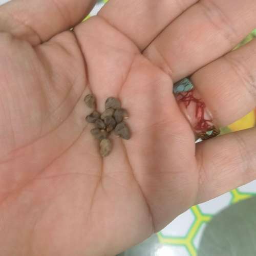Rozelle (10 Seeds)