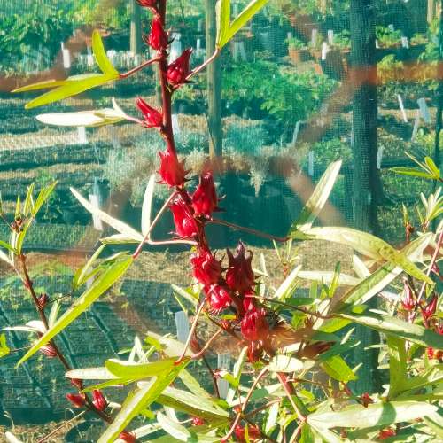 Rozelle (50 Seeds)