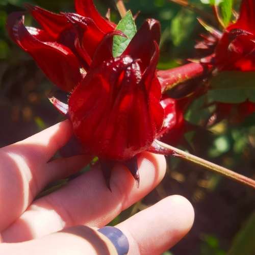 Rozelle (50 Seeds)
