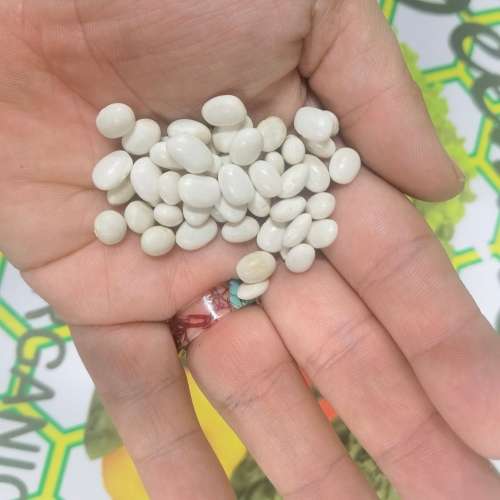 French Haricot Runner Bean (50 Seeds)