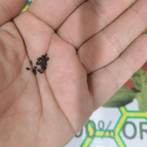 Basil Corsican (30 Seeds)