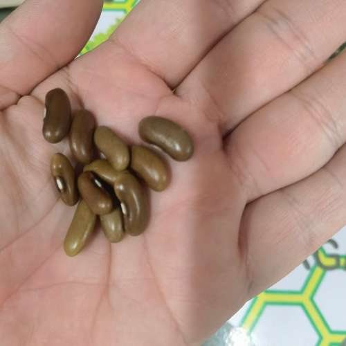 Bean Bush Red Land Pioneer (10 Seeds)