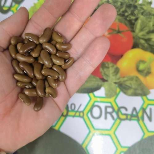 Bean Bush Red Land Pioneer (50 Seeds)