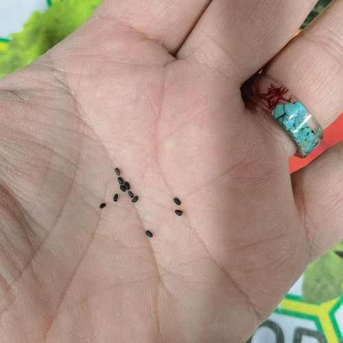 Licorice Basil (10 Seeds)