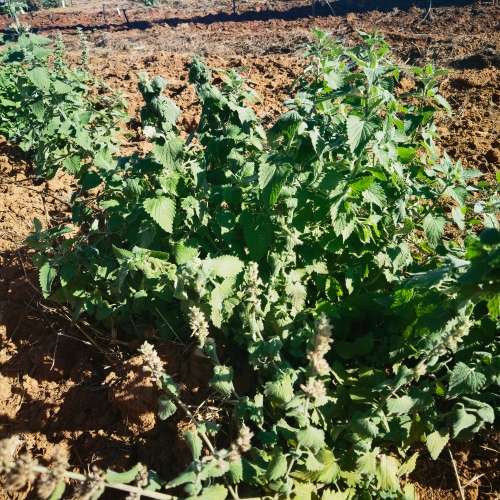 Catnip (10 Seeds)