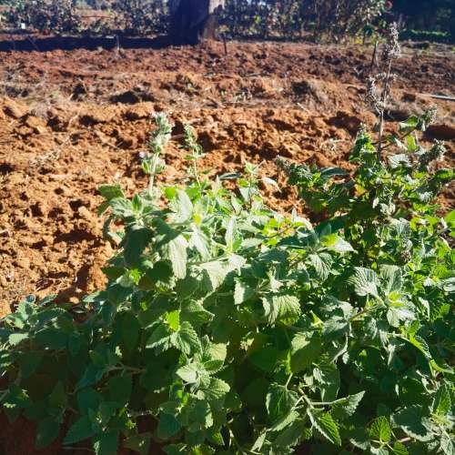 Catnip (10 Seeds)