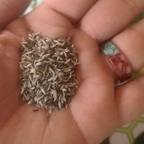 Mixed Lettuce (1 Gram)