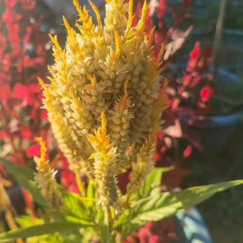 Celosia Pampas Plume (30 Seeds)